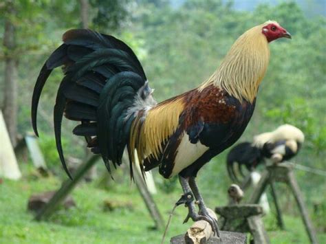 hatch grey gamefowl.